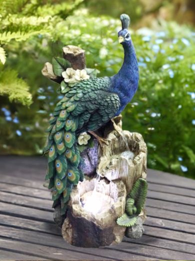 Peacock on Tree Trunk